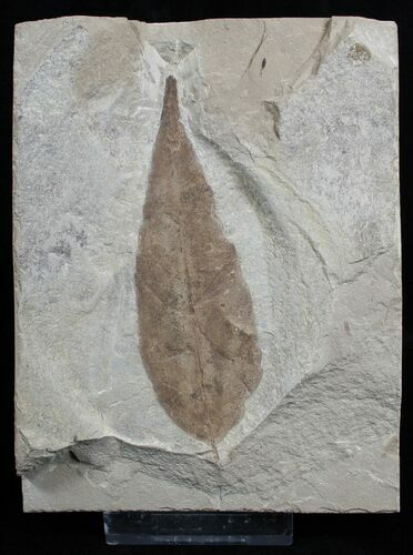 Fossil Allophylus flexifolia Leaf - Green River Formation #2322